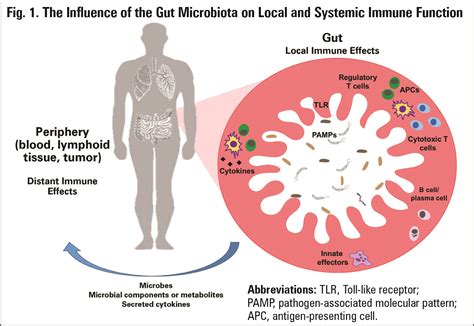 Gut And Immune System How Gut Health Supports The Immune System Hum
