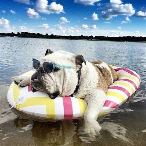 Bulldog Chilling Out On His Raft After Another Exhausting Week In