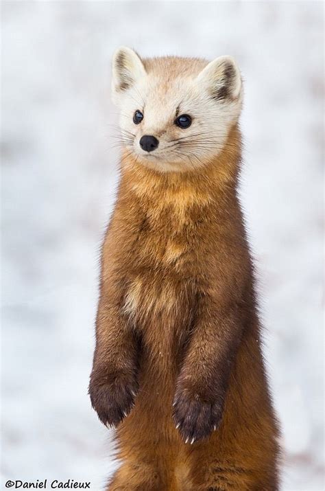 Curiously Cute Pine Martens In Algonquin Park Canada Animals