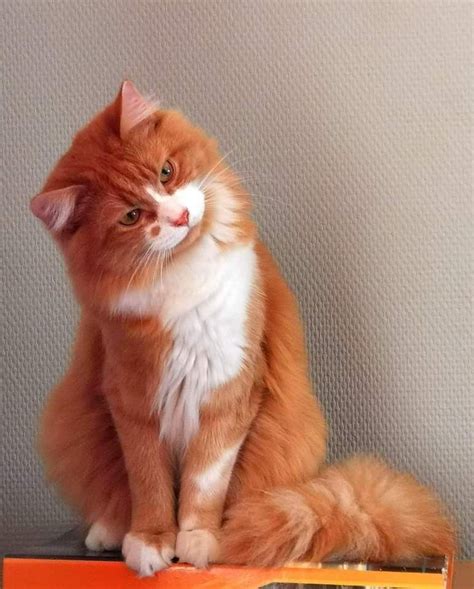 The Most Beautiful Cat Breeds In The World In 2023 Gorgeous Cats