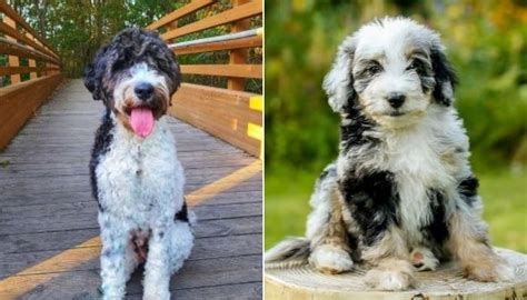 Best Aussiedoodle Puppies For Sale Top 6 Breeders 2023