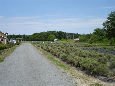 Lavender Fields Visit Delaware