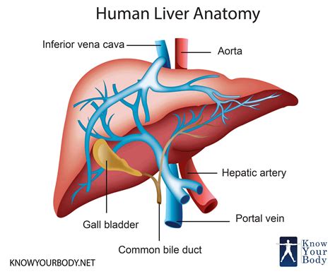 Liver transplantation surgically replaces a failing or diseased liver liver transplantation definitively cures a patient of hcc, provided that the tumor has not spread. Hepatocellular Carcinoma - PeopleBeatingCancer