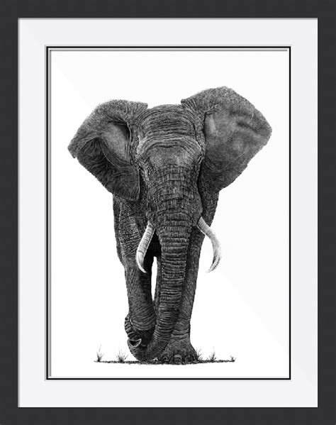 Bull Elephant Drawing By Paul Stowe Artmajeur