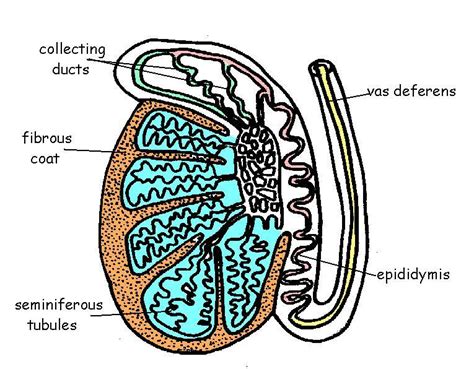 Male Reproductive System Diagram Labeled Clipart Best