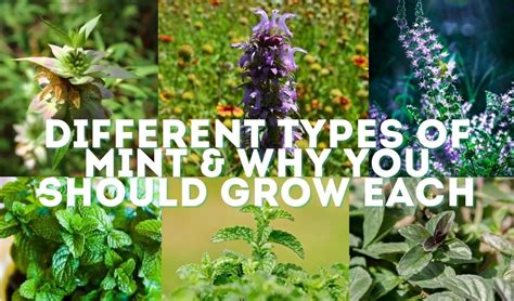 Identifying Types Of Mint