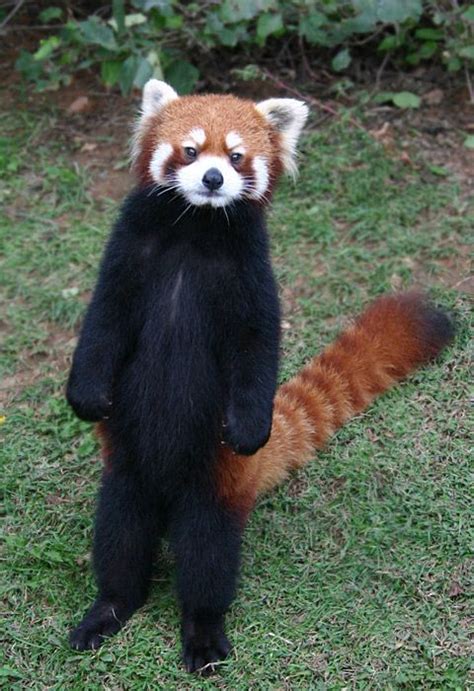 красная панда - Поиск в Google | Animals beautiful, Red panda, Cute animals