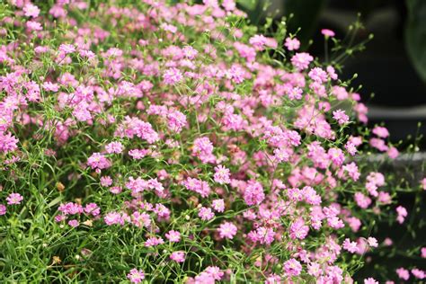 Schleierkraut Gypsophila Rispiges Gipskraut Pflege Anleitung