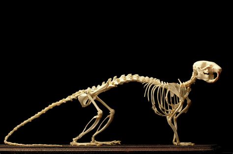 Brown Rat Skeleton Photograph By Mauro Fermarielloscience Photo