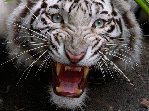 White Bengal Tiger Pics