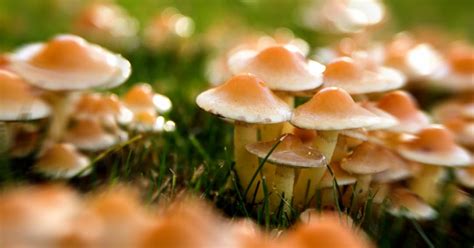 A City In Michigan Just Decriminalized Magic Mushrooms