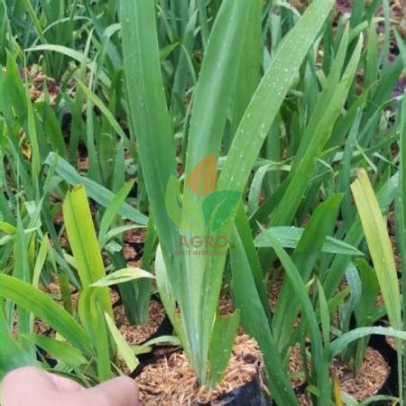 Jual Bibit Bunga Iris Kuning Agro Bibit Id
