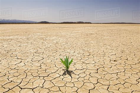 Green Plant Growing From Cracked Dry Soil In Desert Landscape Stock