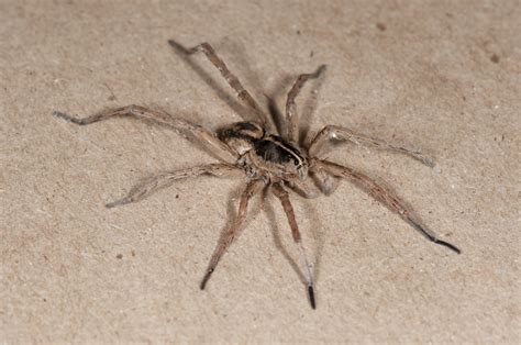 Wolf Spider Common Spiders Spiders And Snakes Types Of Spiders