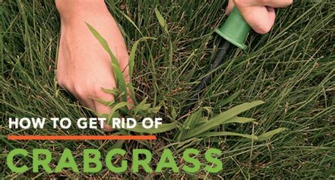 Tenacity is a more professional product that works a little differently. How To Get Rid Of Crabgrass