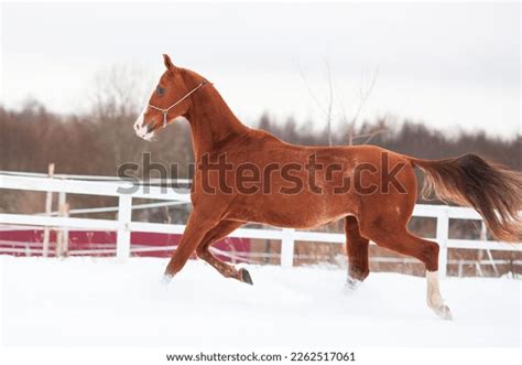 Red Horse Akhal Teke Breed Trotting Stock Photo 2262517061 Shutterstock