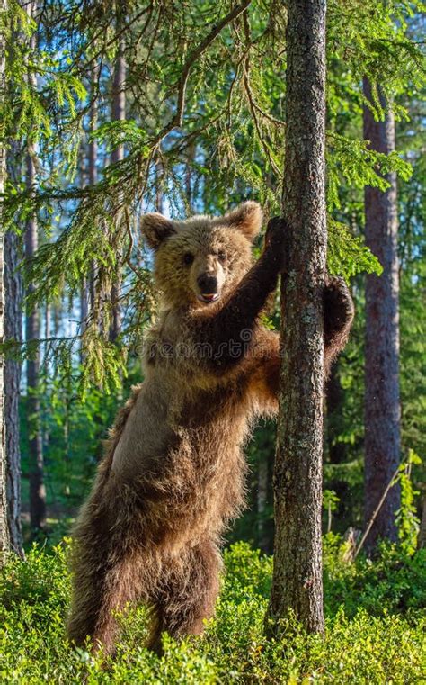 Cub Of Brown Bear Standing On His Hind Legs In The Summer Pine Forest