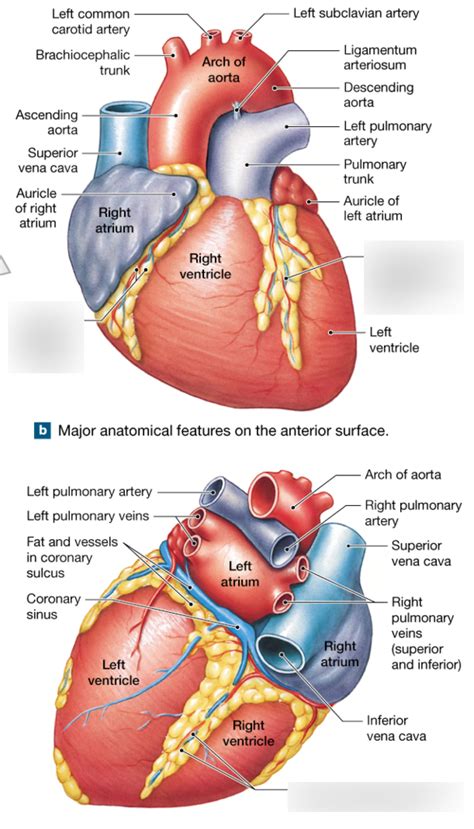 Chapter 20 Superficial Anatomy Of The Heart Lab Exam Diagram Quizlet