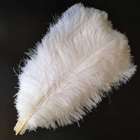 Ostrich Feather White Decowoerner Ubicaciondepersonascdmxgobmx