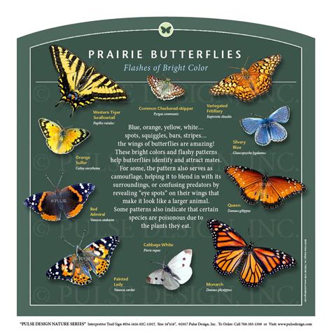 Queen Butterfly Vs Monarch