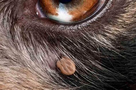 Embedded Tick On Dog Appearance And How To Remove Them