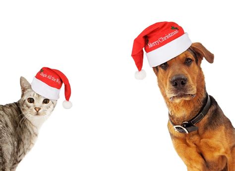 5 Vídeos Para Felicitar La Navidad ¡con Perros Y Gatos Consumer