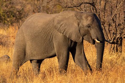 Descubre Las Diferencias Clave Entre Los Elefantes Africanos Y