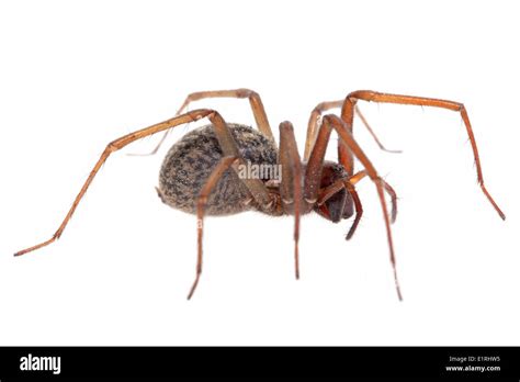 Rendered Photo Of A Domestic House Spider On A White Background Stock
