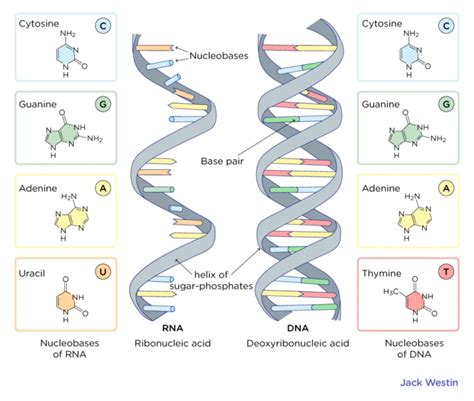 Watson And Crick Model Of DNA