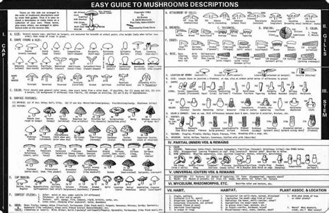 Easy Guide To Mushroom Identification Stuffed Mushrooms Mushroom