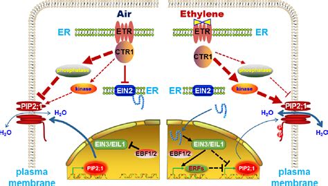 Figure 24 From Regulation Of Ethylene Biosynthesis And Multiple