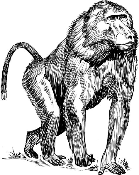 Apes Coloring Pages - Learny Kids