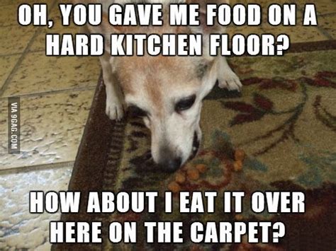 Every Time I Give My Dog A Treat Funny Dog Pictures Dog Quotes