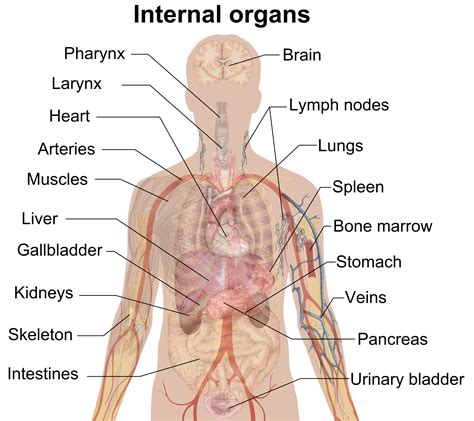 Internal organs include the vas deferens, prostate and urethra. File:Internal organs.png - Wikipedia