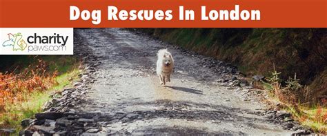 Dog Rescue Centres In London 7 Best Rescues To Adopt From