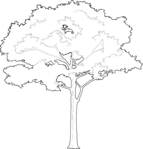 Download Proud And Tall Tree 2d Trees White Tree Vector Png Full