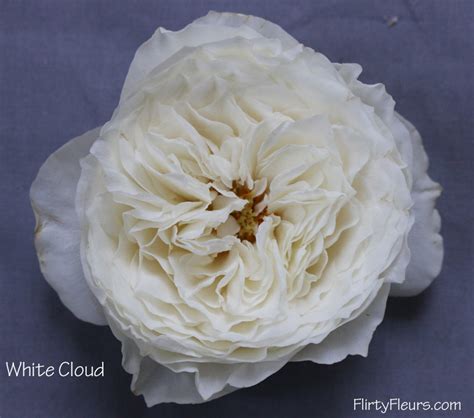 The White Garden Rose Study With Alexandra Farms Tips By Katie