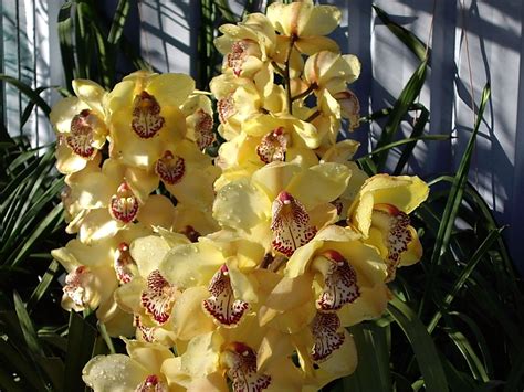 Yellow Cymbidium Orchid Orhidee