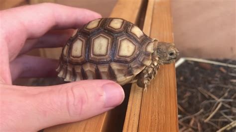 Baby Sulcata Tortoise Care Guide Youtube