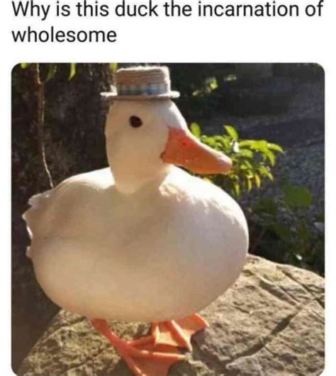 Pin By Sára On Wholesome Mems Duck Memes Wholesome