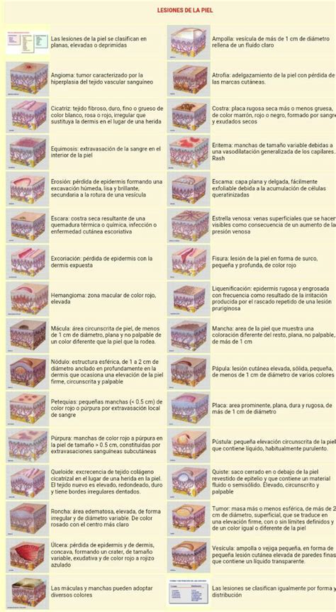 Skin Lesions Pelo Anatomía De La Piel Cosas De Enfermeria