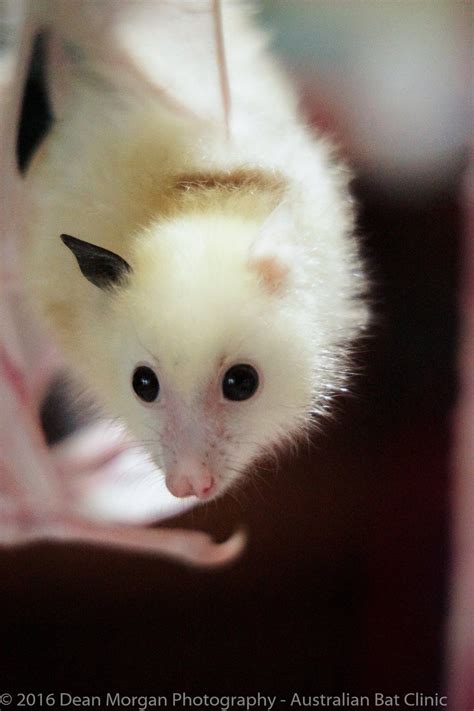 Rarest Orphan At Bat Clinic Has No Idea Hes Any Different Cute