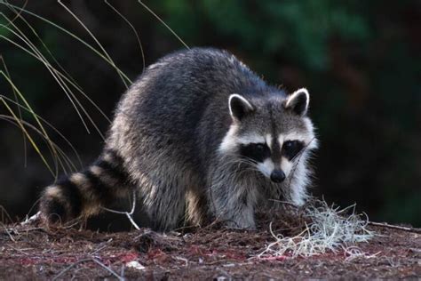 Raccoon Facts Pictures And Information Procyon Lotor Fact File