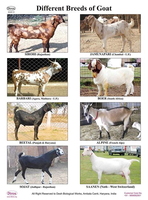 Having Learnt About Breeding And Different Goats Breeds Then Its Time For