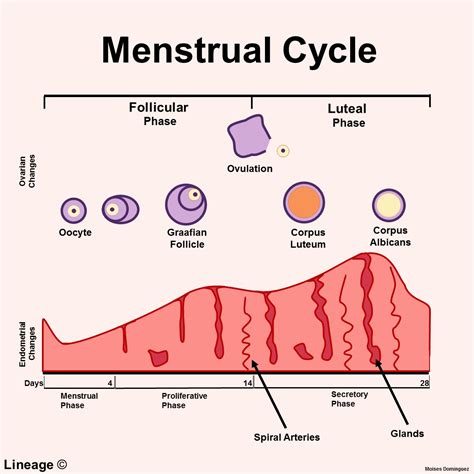 Menstrual Cycle Reproductive Medbullets Step