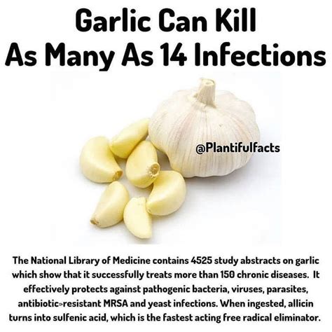Garlic Is Undoubtedly One Of The Most Powerful Natural Antibiotics And