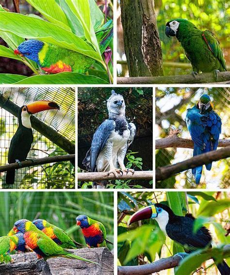 3 Easy Ways To See Nature In French Guiana Cheeseweb