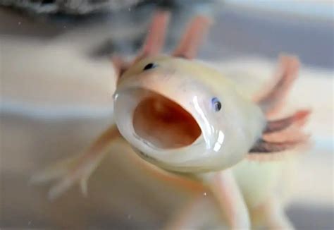 Do Axolotl Bites Hurt Rankiing Wiki Facts Films Séries Animes