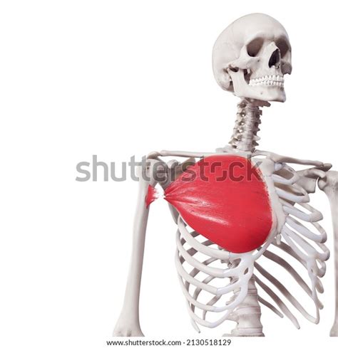 Medically Accurate Illustration Of The Pectoralis Major Images