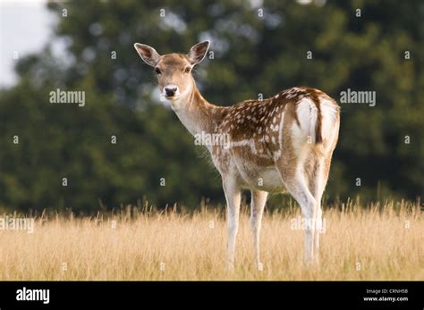 Fallow Deer Dama Dama Doe Standing In Grass Knole Deer Park Stock